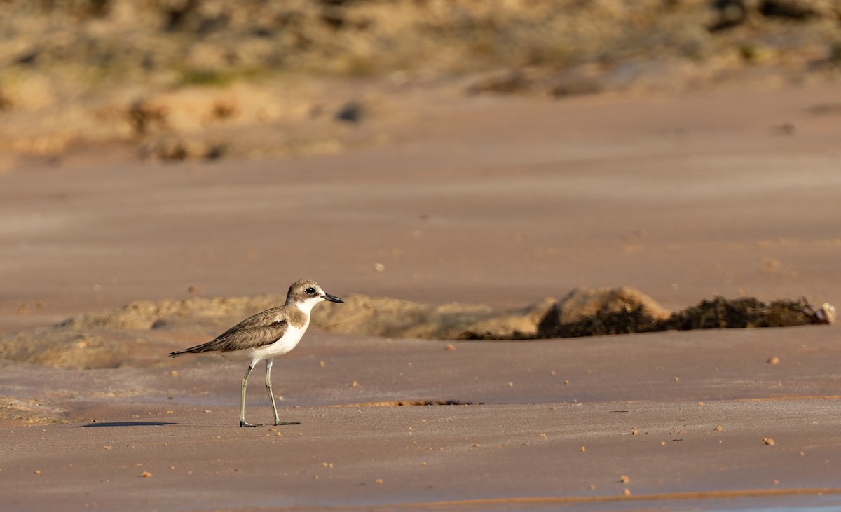 オオメダイチドリ - ML645295027