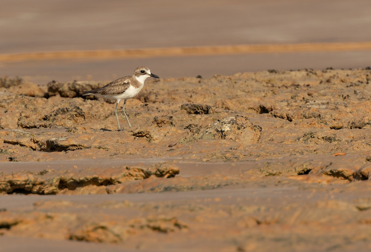 オオメダイチドリ - ML645295028