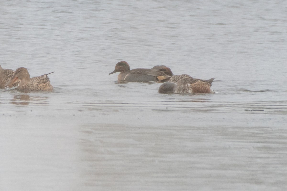 コガモ（亜種 アメリカコガモ） - ML645295029