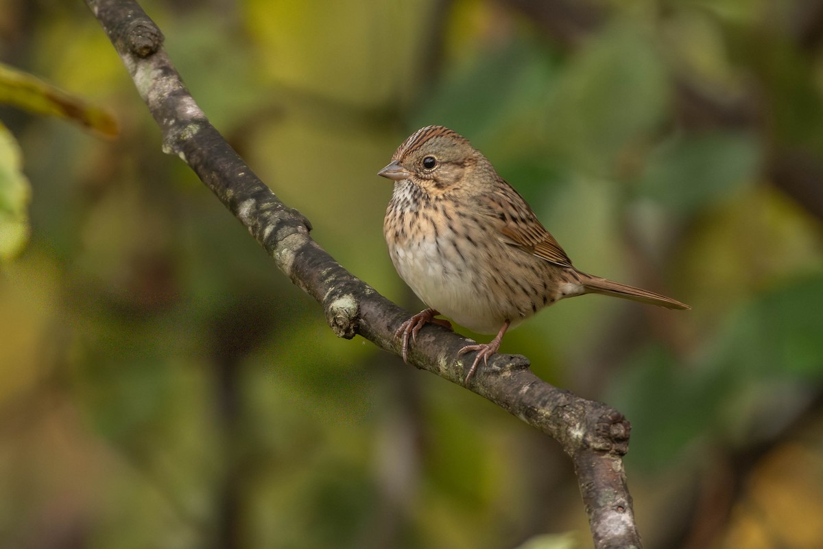 ヒメウタスズメ - ML645295030