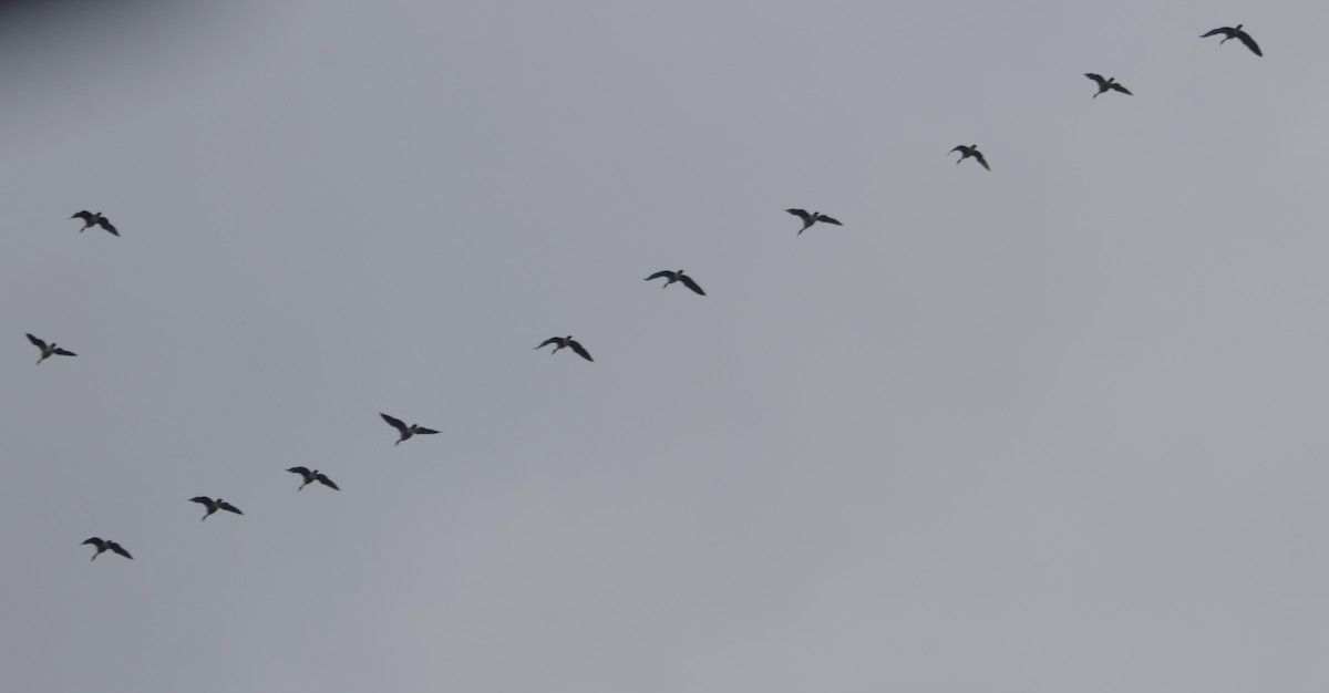 カナダガン - ML645295031