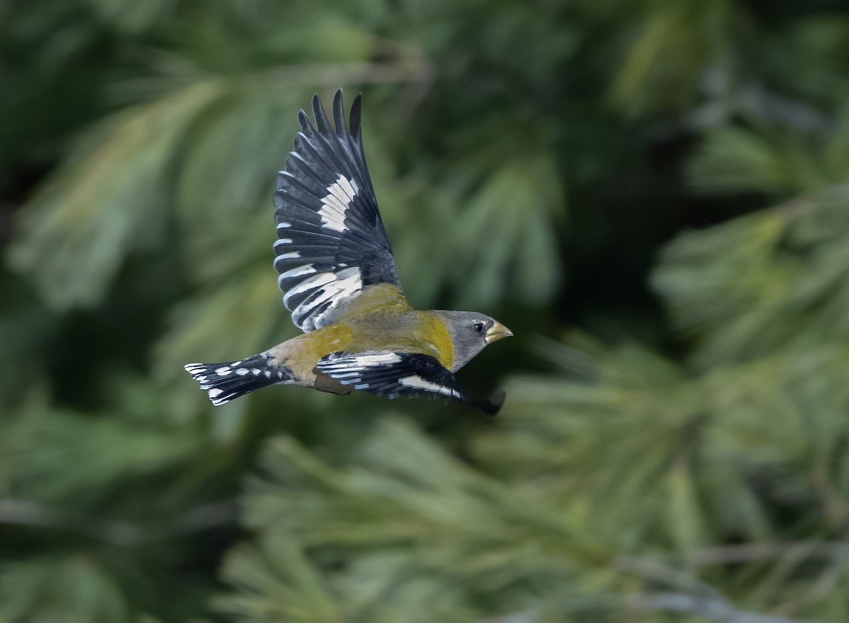 キビタイシメ - ML645295034