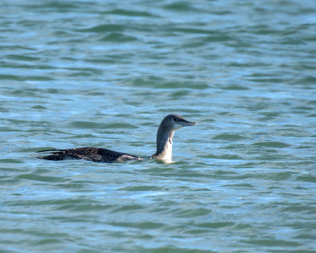 צוללן אדום-גרון - ML645295060