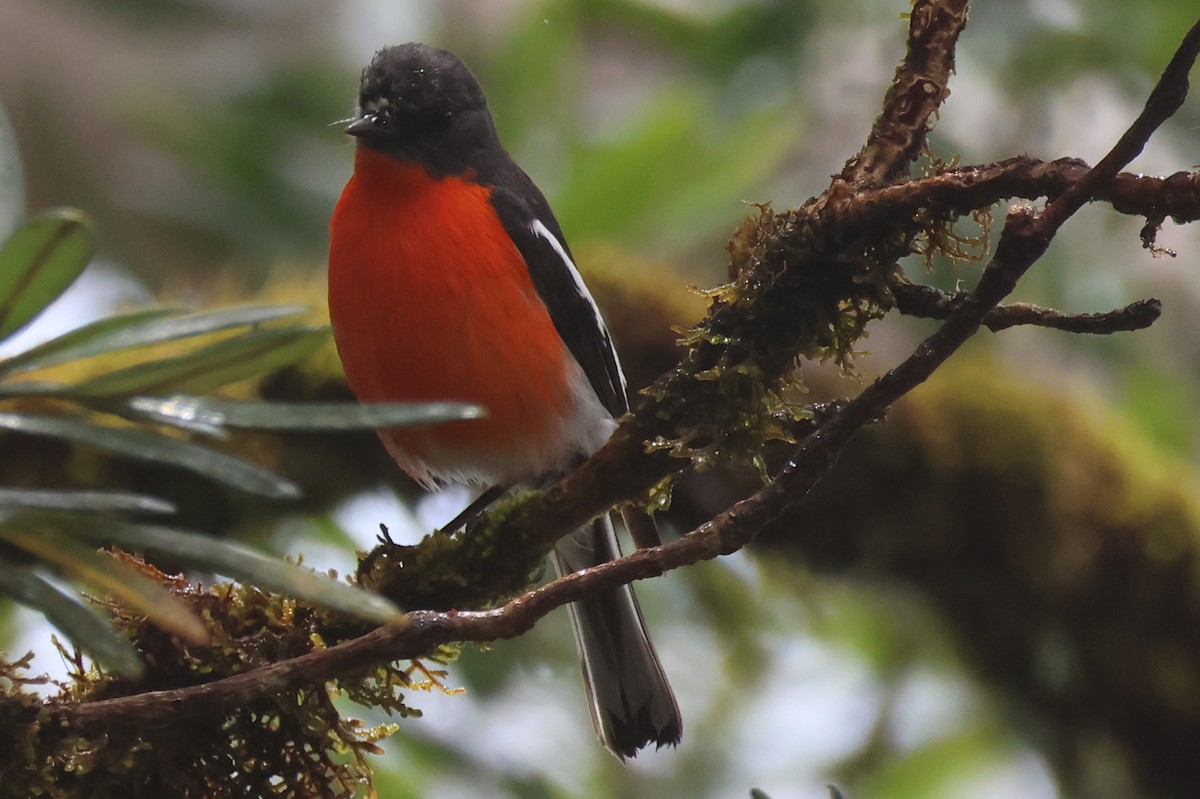 Flame Robin - ML645295067