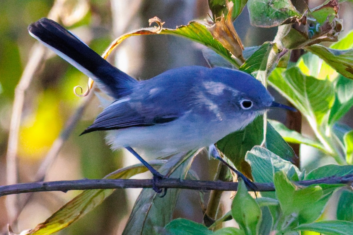 Голубая комароловка - ML645295085