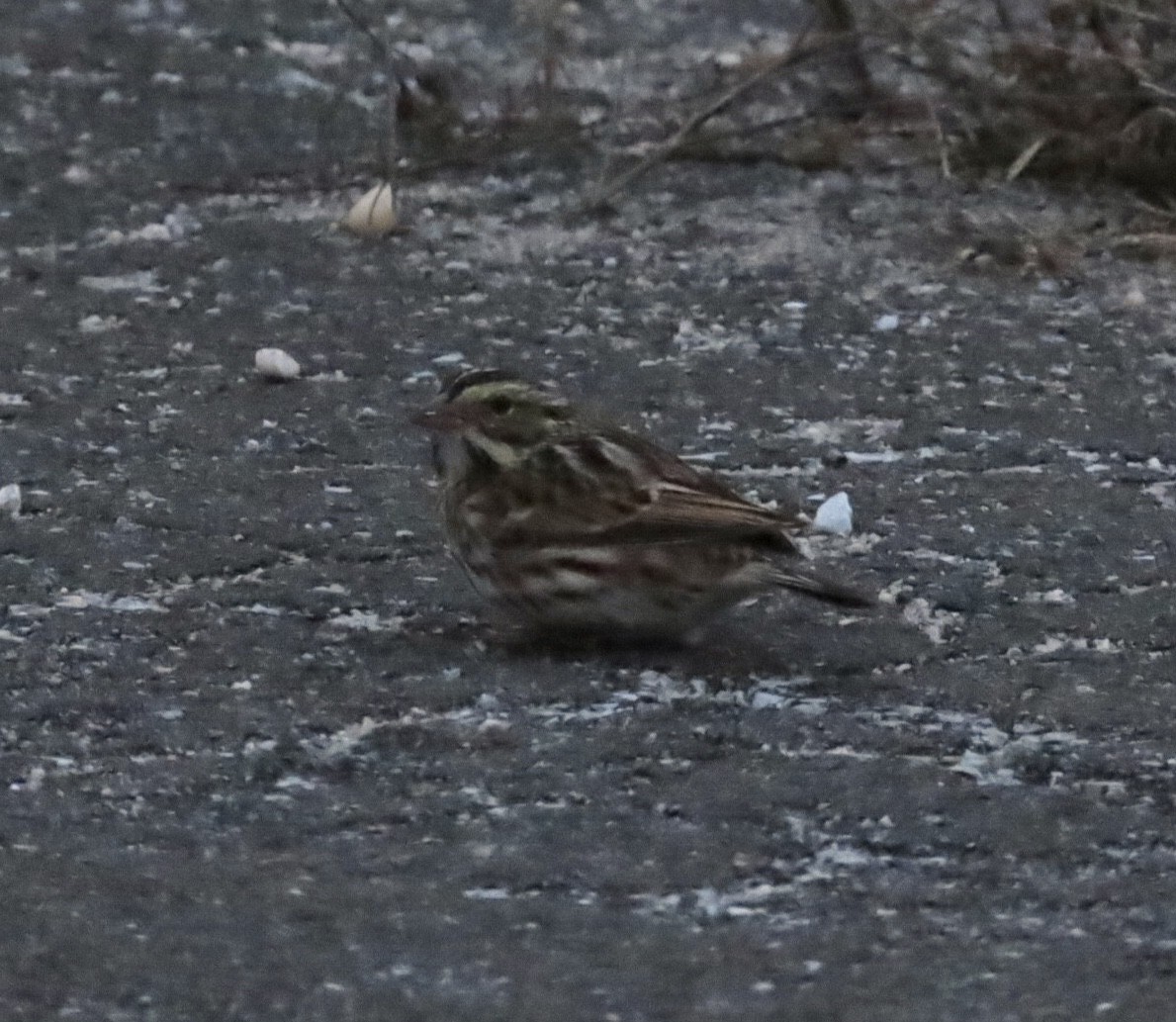 Savannah Sparrow (Savannah) - ML645295089