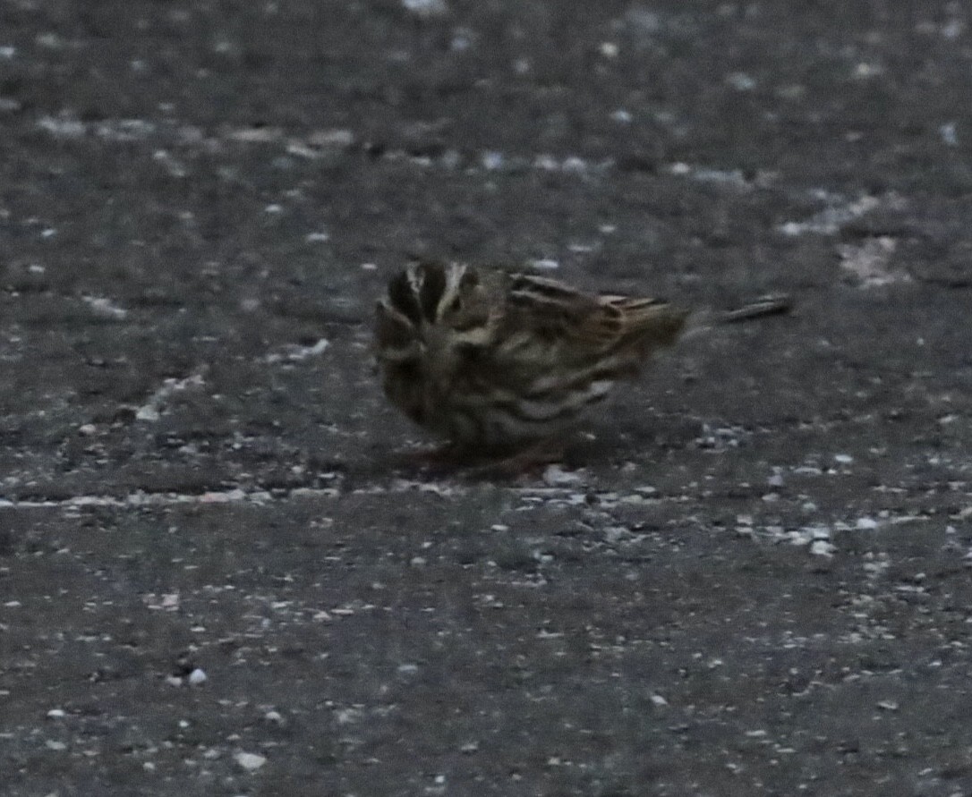 Savannah Sparrow (Savannah) - ML645295090