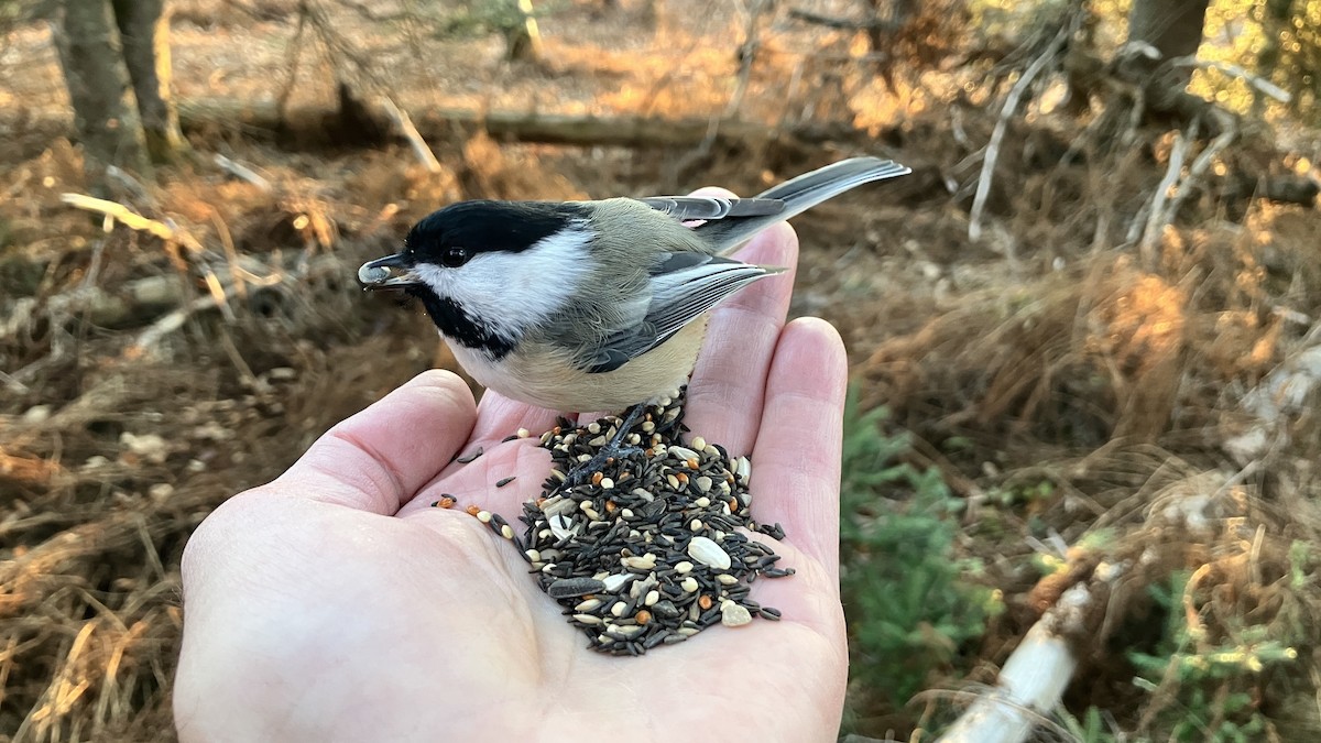 Black-capped Chickadee - ML645295099