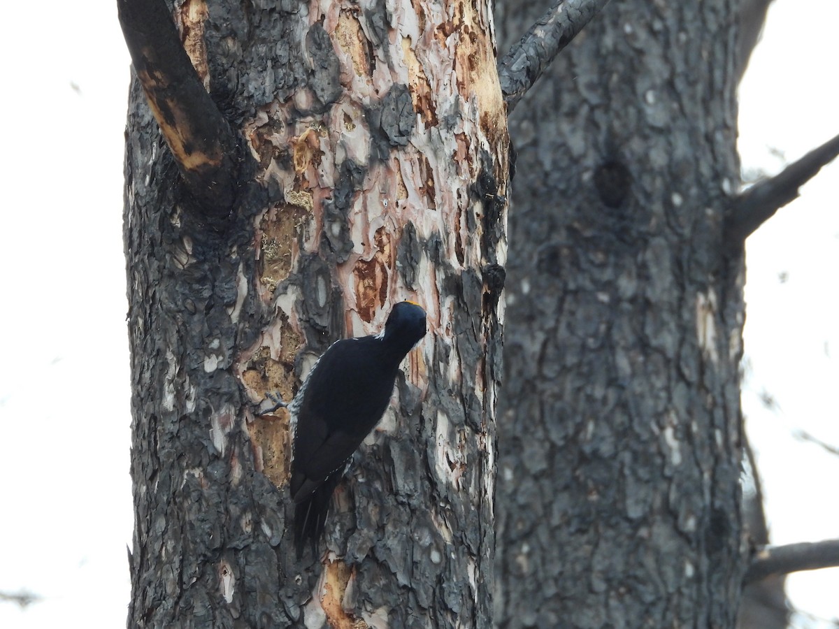 Black-backed Woodpecker - ML645295104