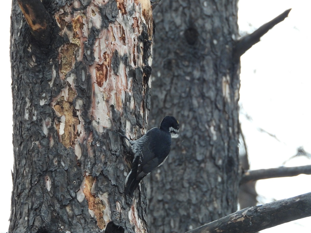 Black-backed Woodpecker - ML645295105