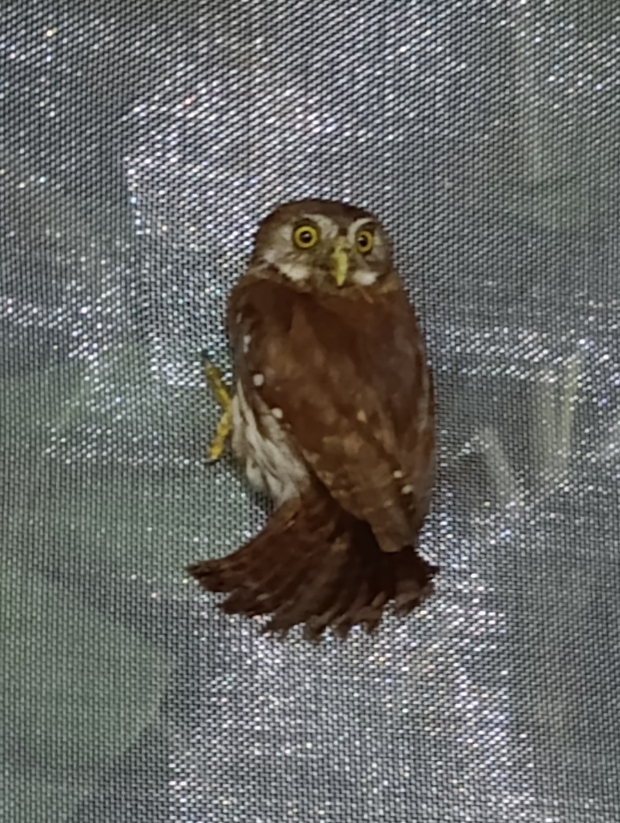 Ferruginous Pygmy-Owl - ML645295109