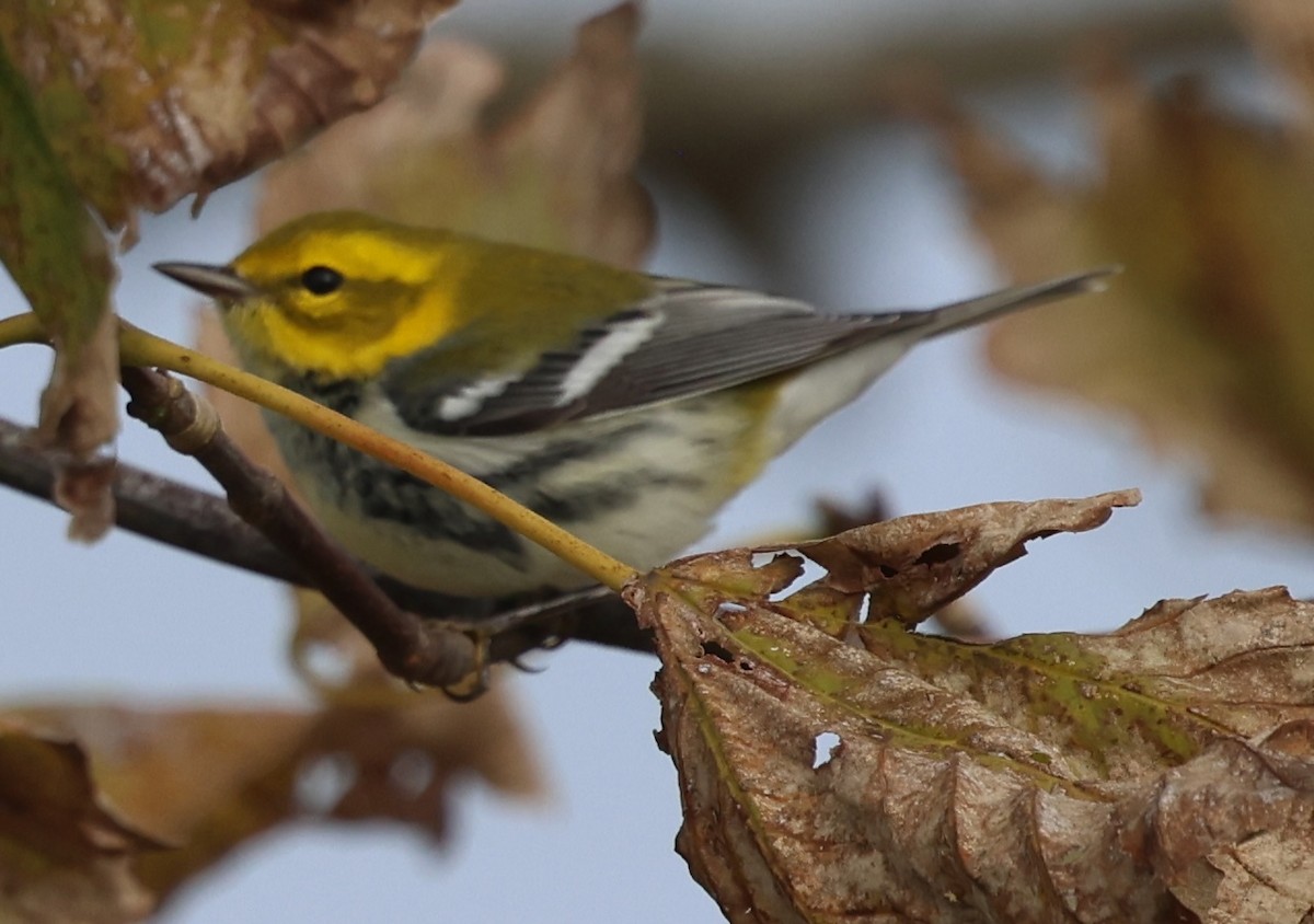 Black-throated Green Warbler - ML645295117