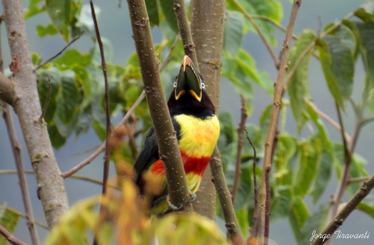 arassari hnědouchý - ML645295118