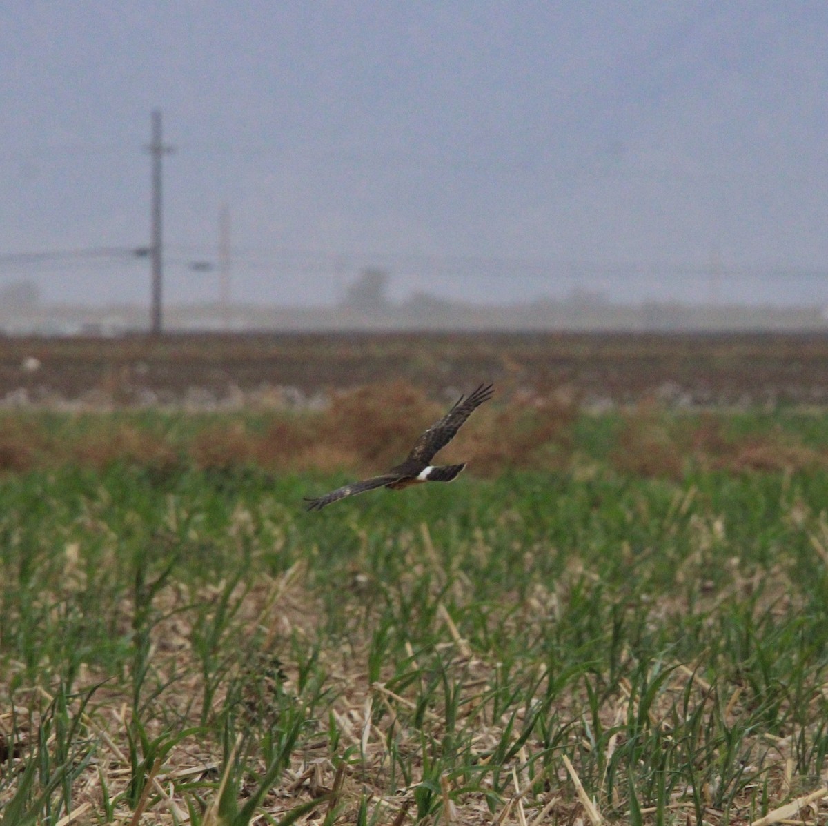 moták severoamerický - ML645295122