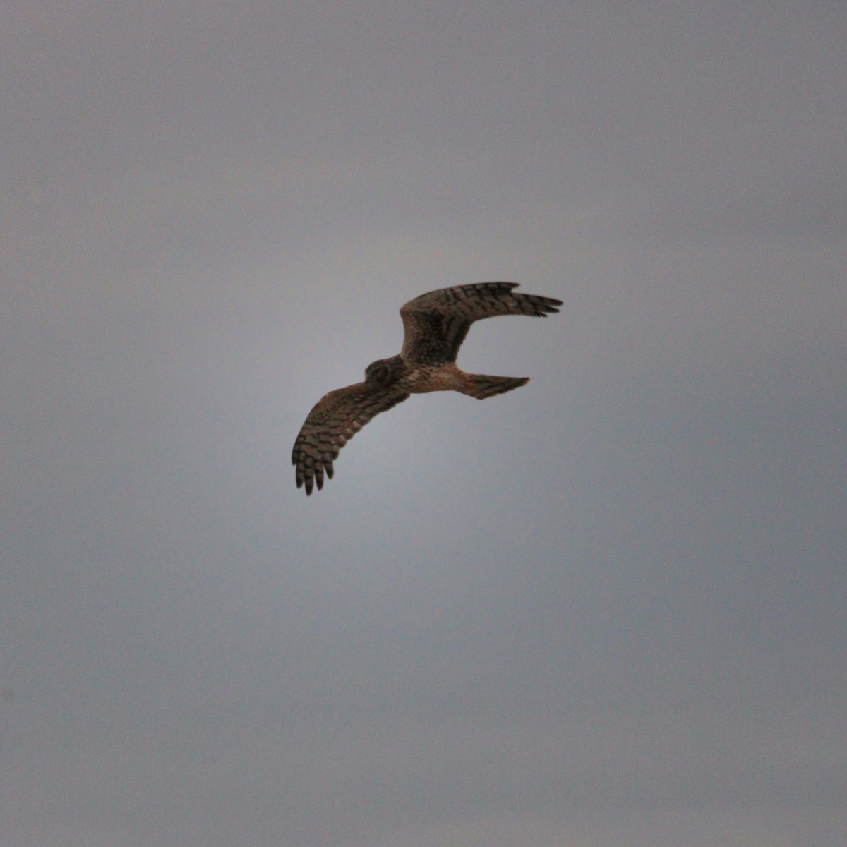 moták severoamerický - ML645295123