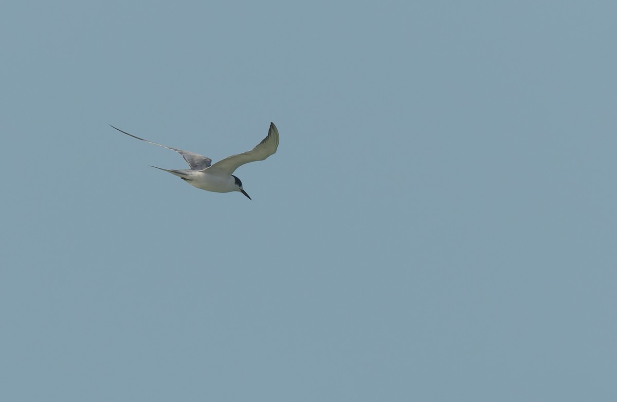 rybák obecný - ML645295129