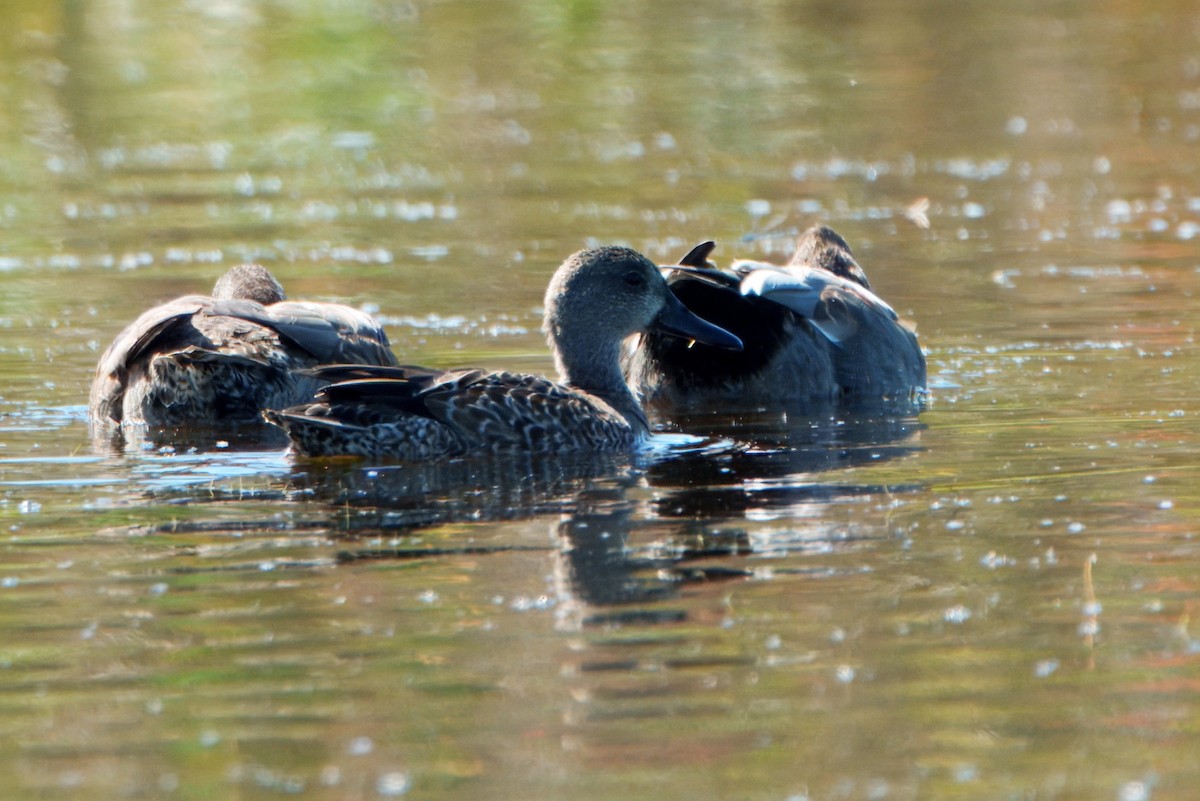 Blue-winged Teal - ML645295132
