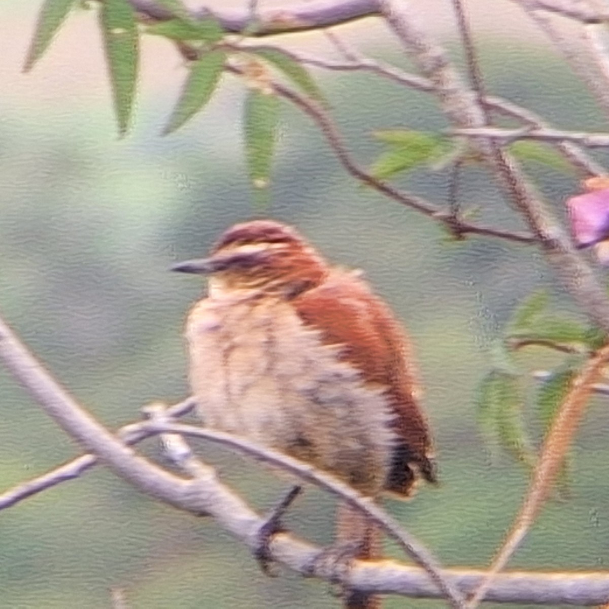 Wing-banded Hornero - ML645295135