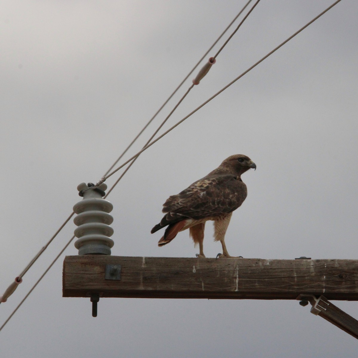 káně rudochvostá - ML645295137