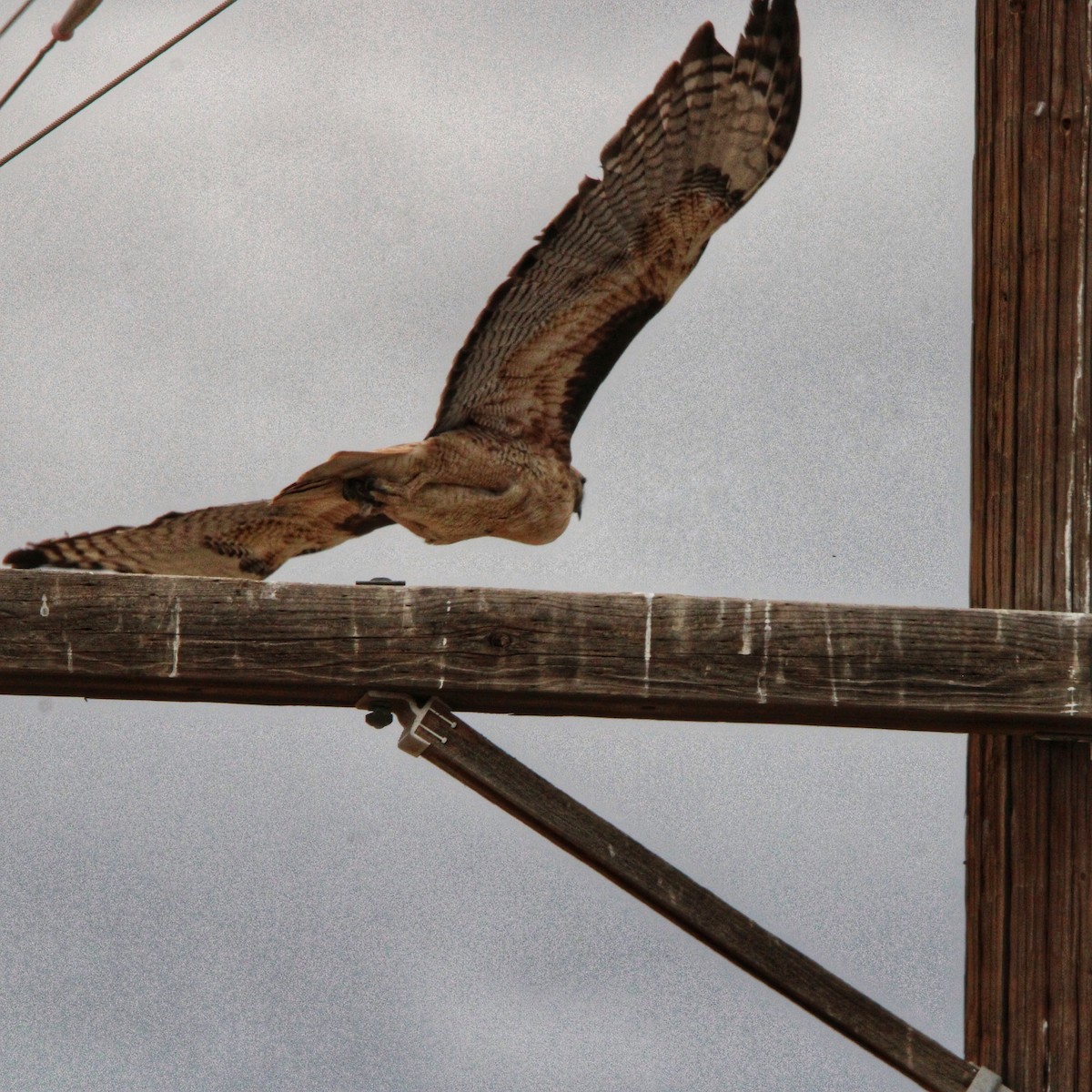 káně rudochvostá - ML645295138