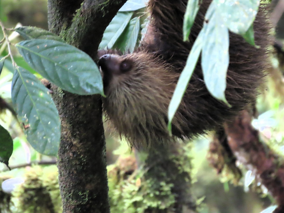 Two-toed Sloths - ML645295141