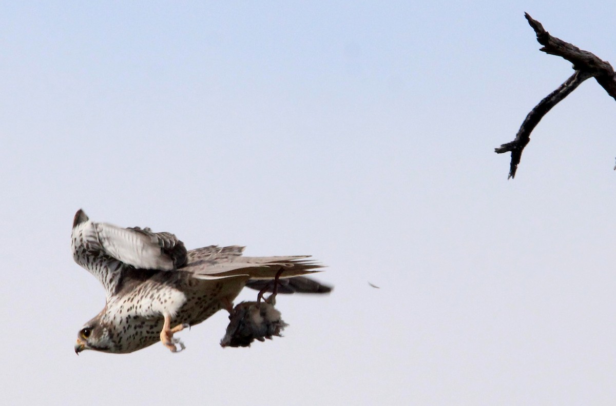 Prairie Falcon - ML645295144