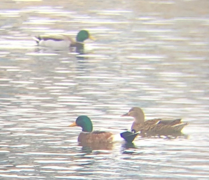 Mallard (Domestic type) - ML645295145