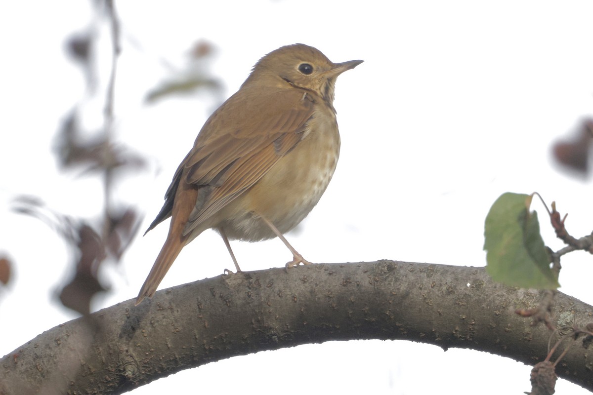 Hermit Thrush - ML645295146