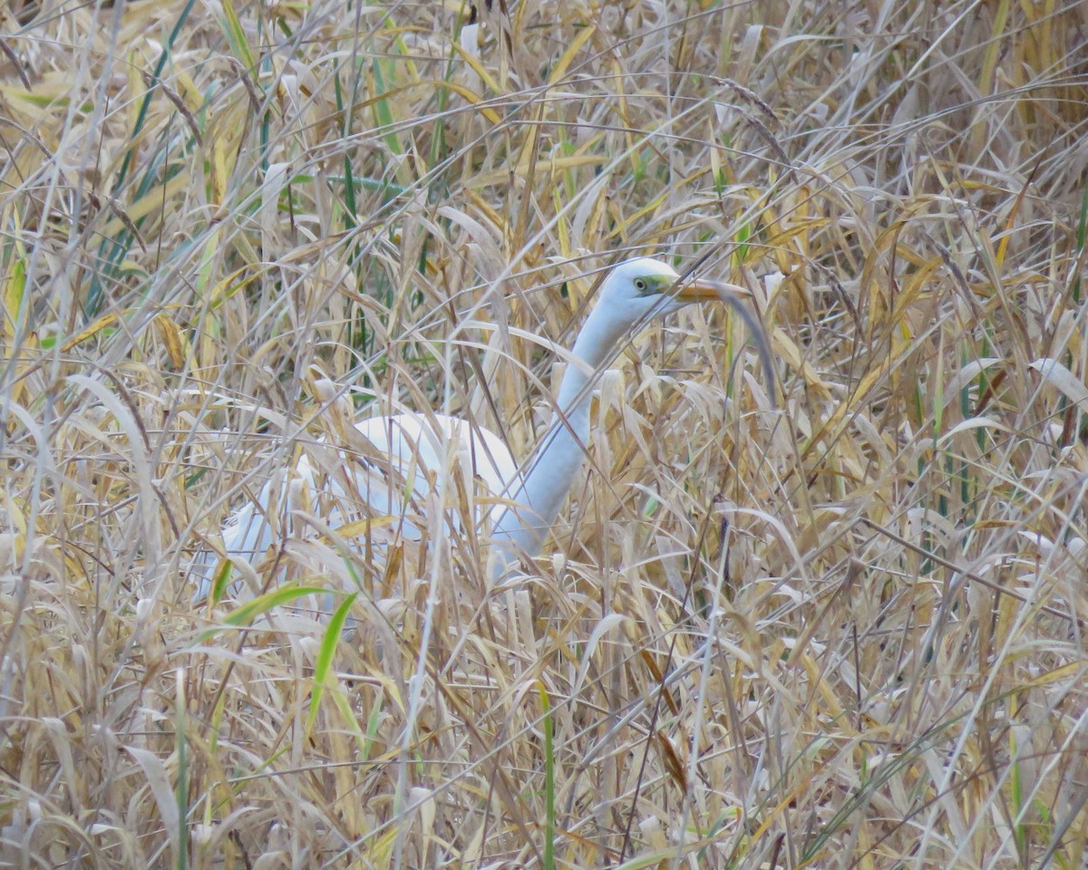 Great Egret (alba) - ML645295147
