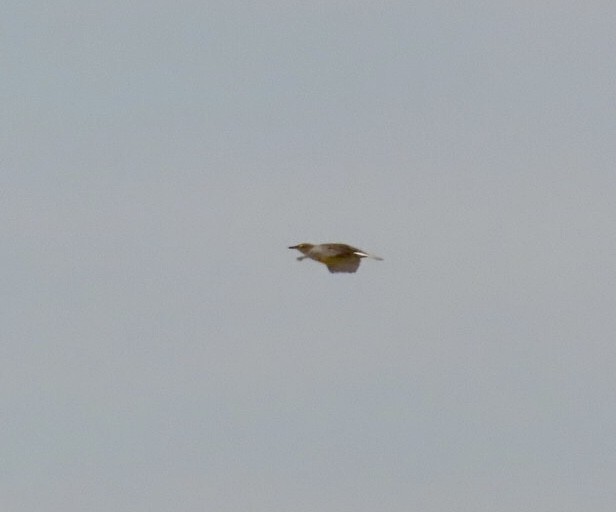 Eastern Meadowlark (Eastern) - ML645295149
