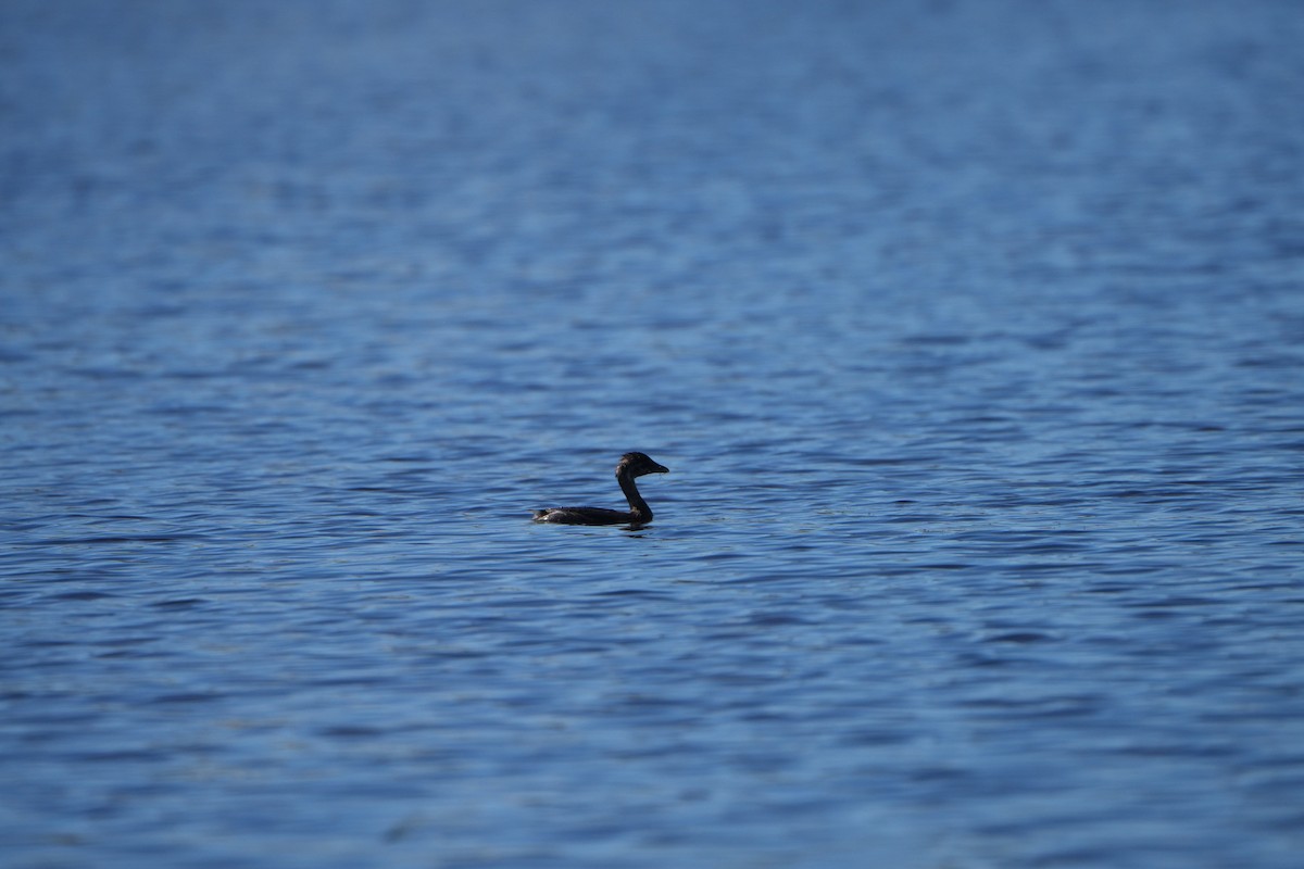Pied-billed Grebe - ML645295151