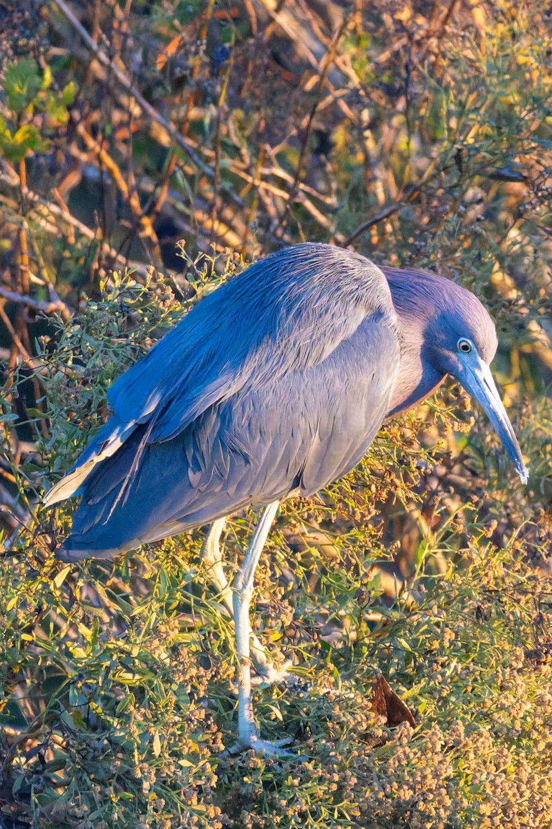 Little Blue Heron - ML645295152