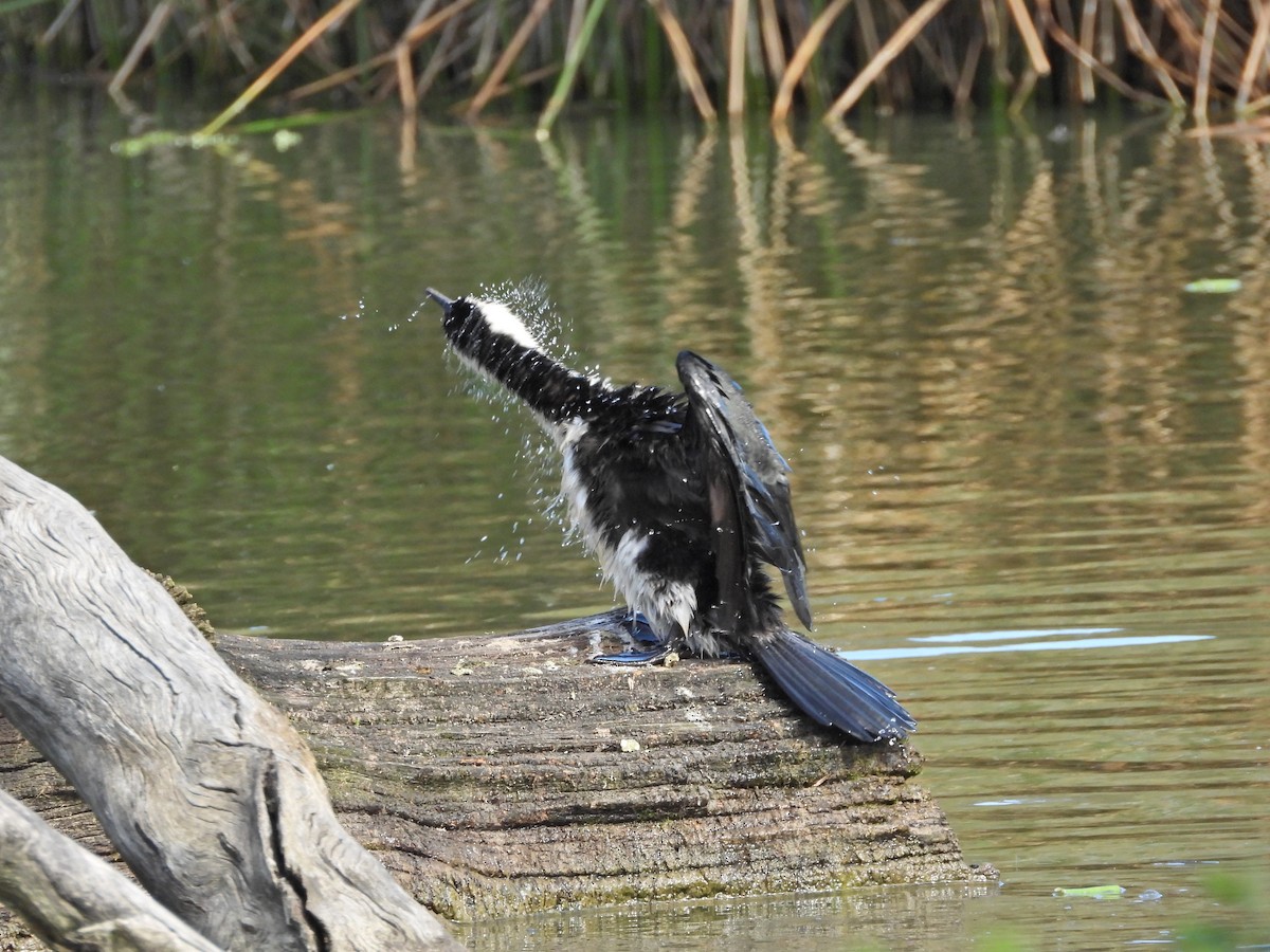 Little Pied Cormorant - ML645295153