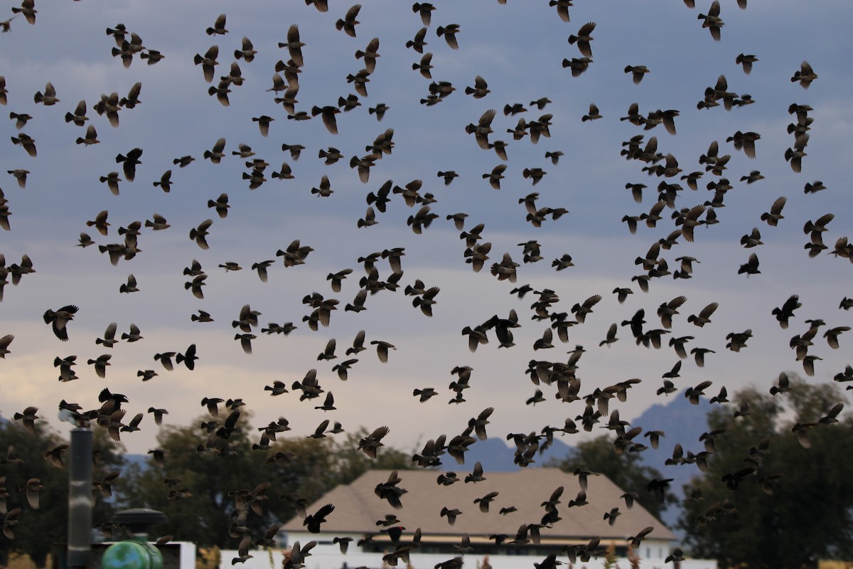 Red-winged Blackbird - ML645295154