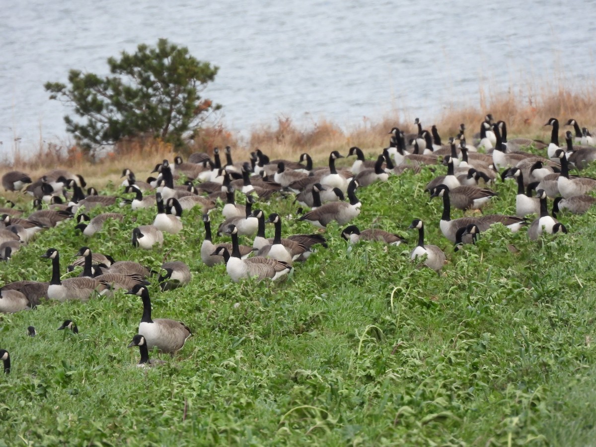 Canada Goose - ML645295155