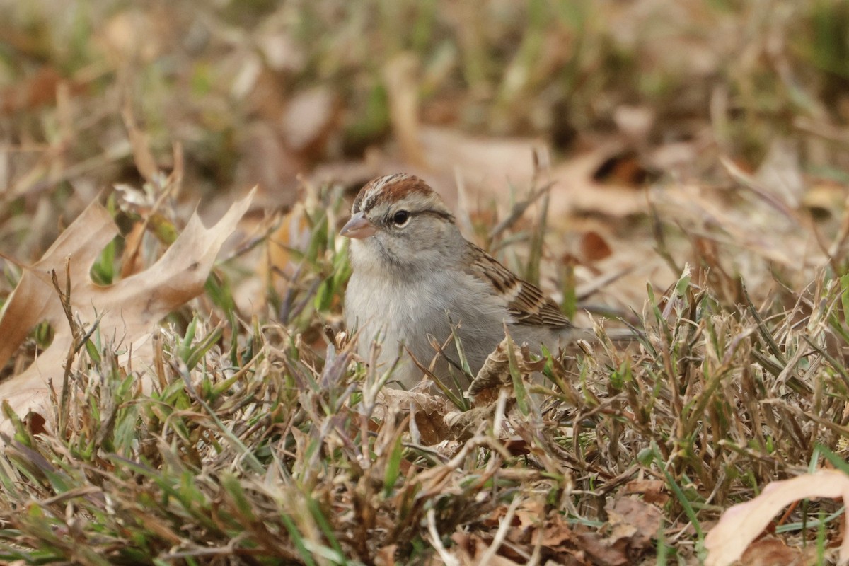 Chipping Sparrow - ML645295156
