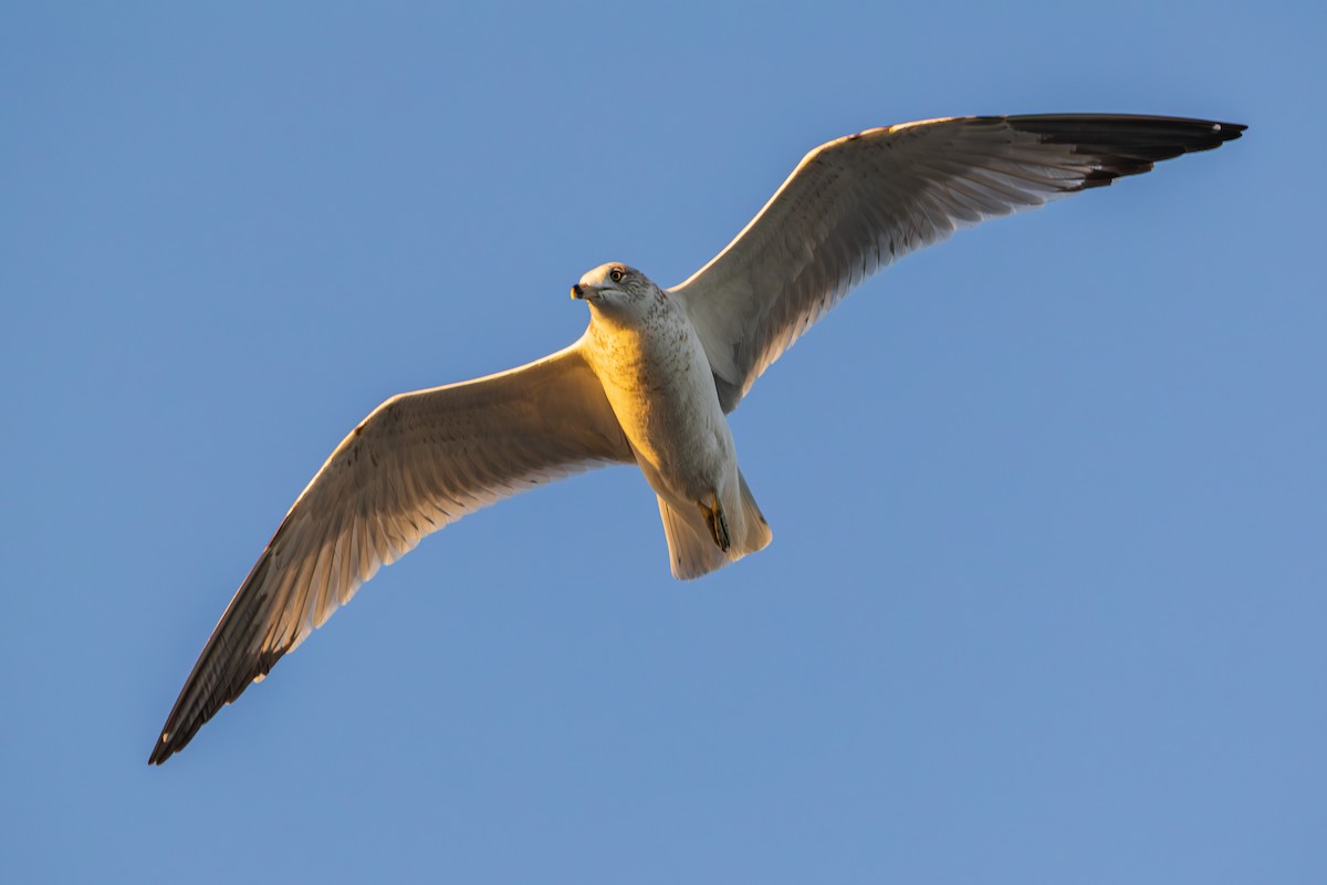 Ring-billed Gull - ML645295157