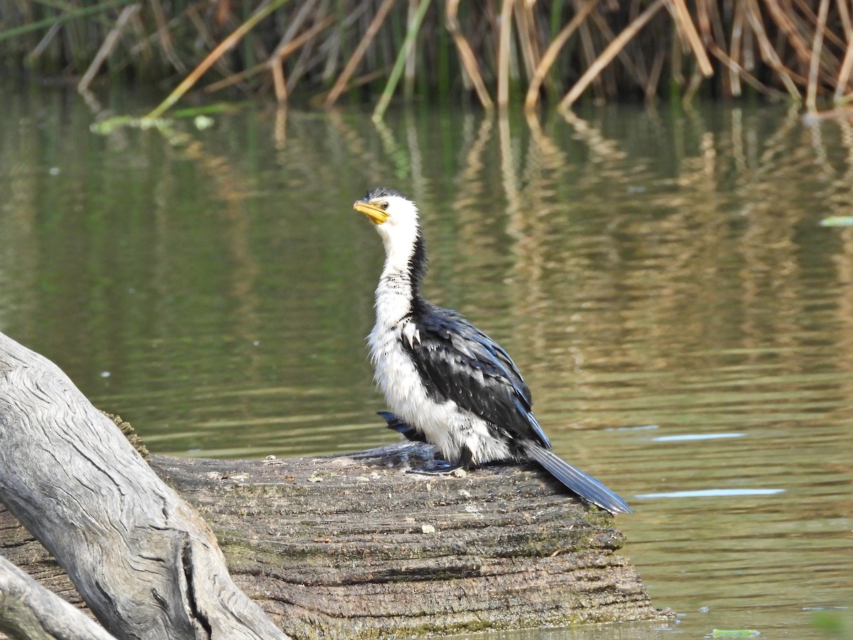 Little Pied Cormorant - ML645295158