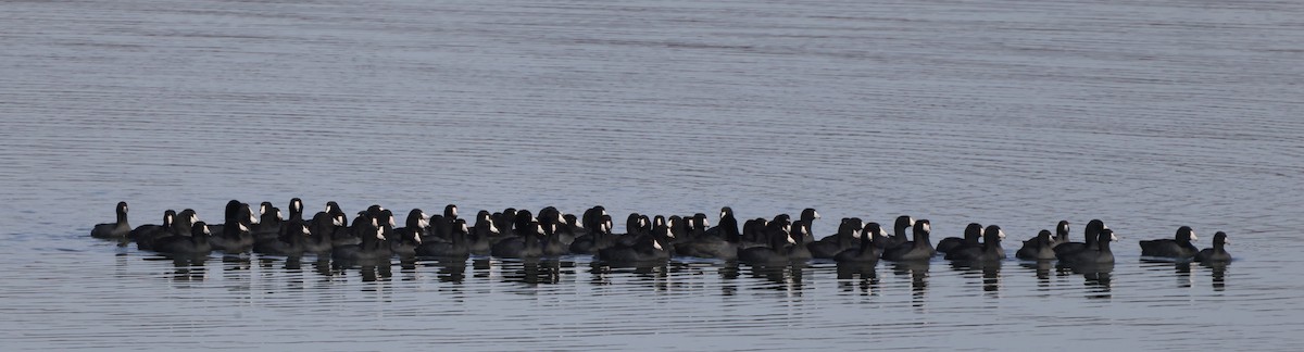 American Coot (Red-shielded) - ML645295161