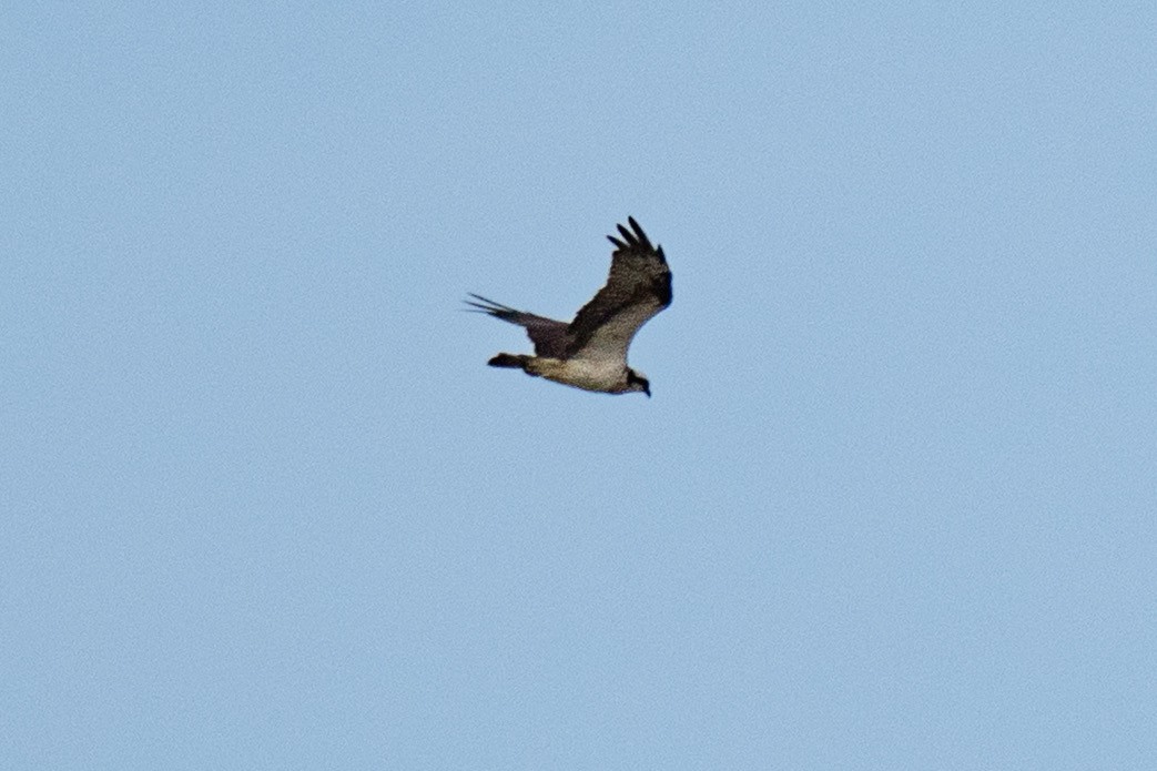 Osprey (Eurasian) - ML645295162