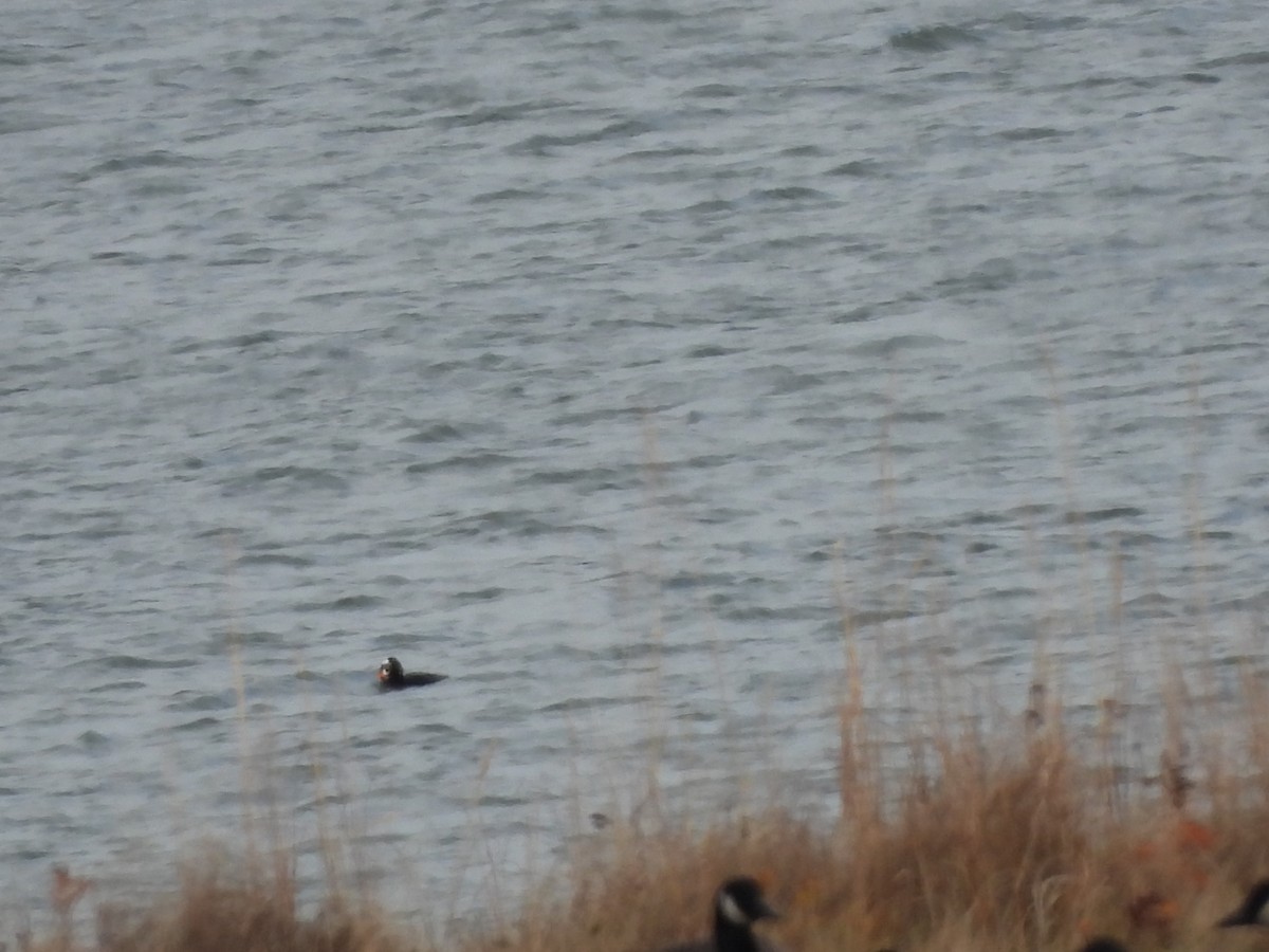 Surf Scoter - ML645295163