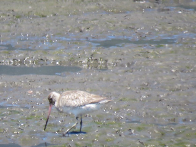 斑尾鷸 - ML645295164