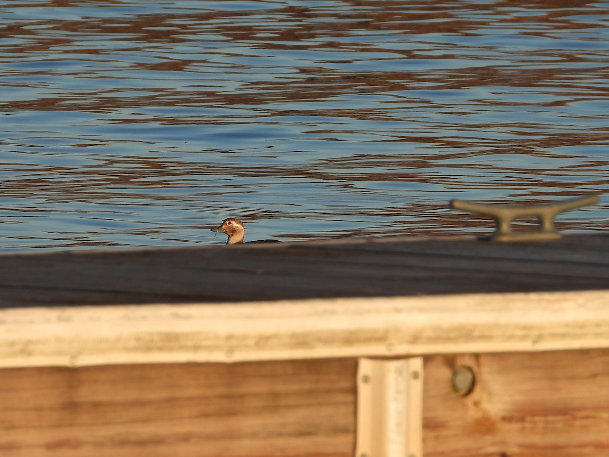 Long-tailed Duck - ML645295165