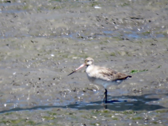 斑尾鷸 - ML645295166