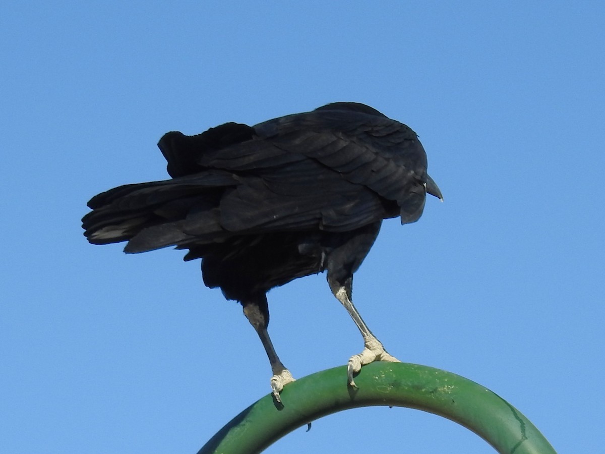 Common Raven - ML645295167
