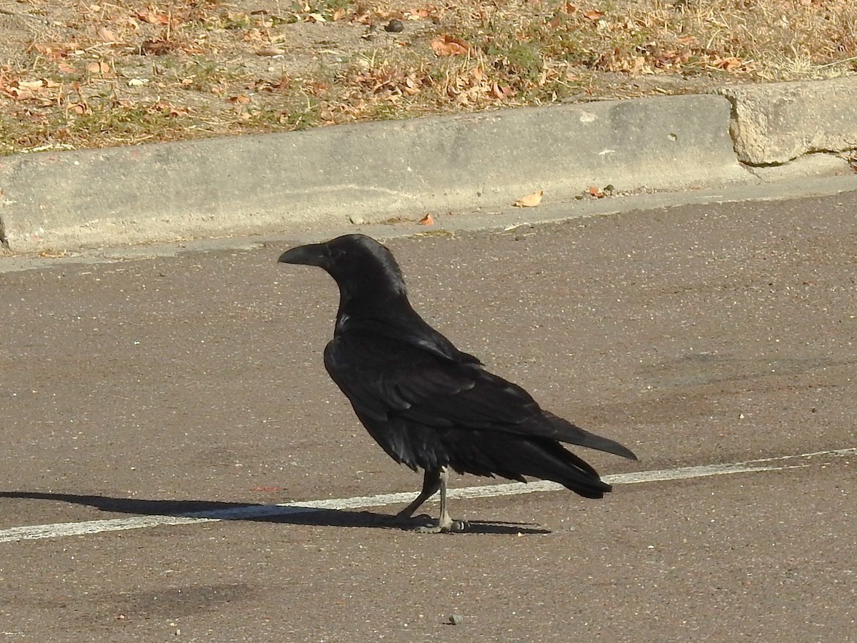 Common Raven - ML645295168