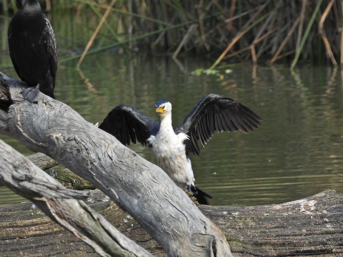 Little Pied Cormorant - ML645295169