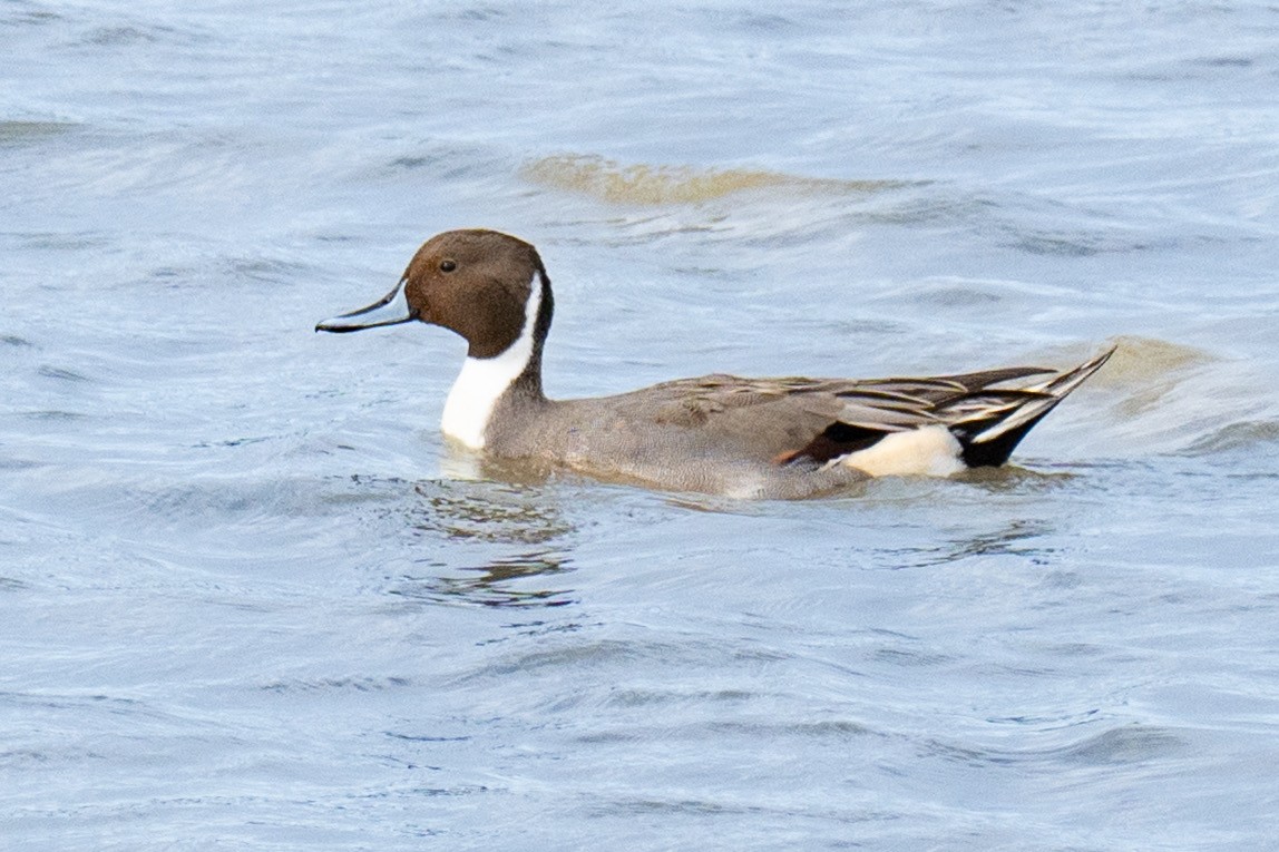 Northern Pintail - ML645295173