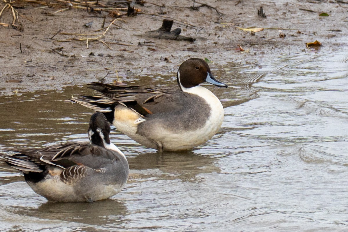 Northern Pintail - ML645295174