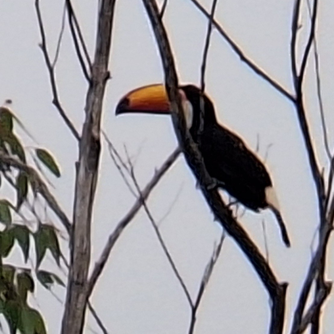 Toco Toucan - ML645295175